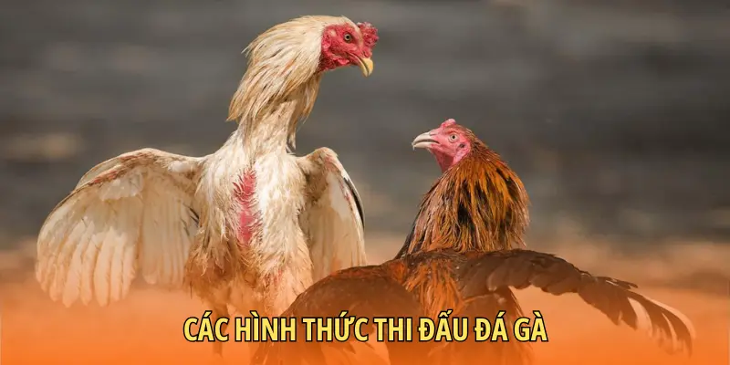 Các hình thức thi đấu đá gà