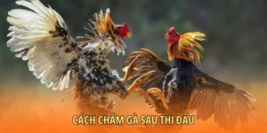 Cách chăm gà sau thi đấu