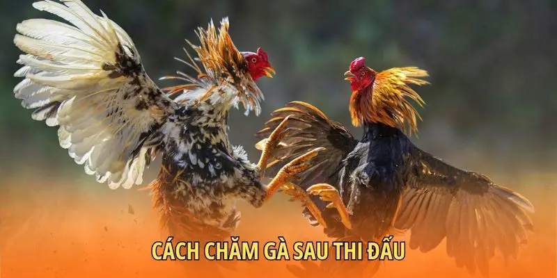 Cách chăm gà sau thi đấu