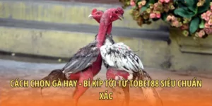 Cách chọn gà hay