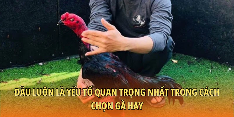 Đầu luôn là yếu tố quan trọng nhất trong cách chọn gà hay