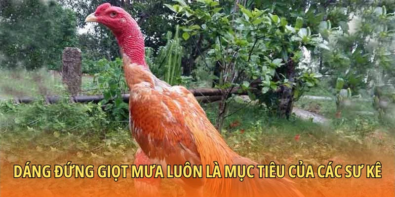 Dáng đứng giọt mưa luôn là mục tiêu của các sư kê