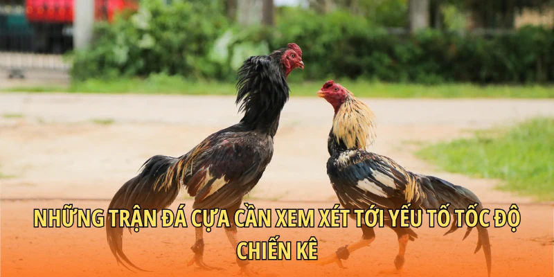 Những trận đá cựa cần xem xét tới yếu tố tốc độ chiến kê