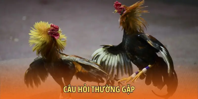 Câu hỏi thường gặp