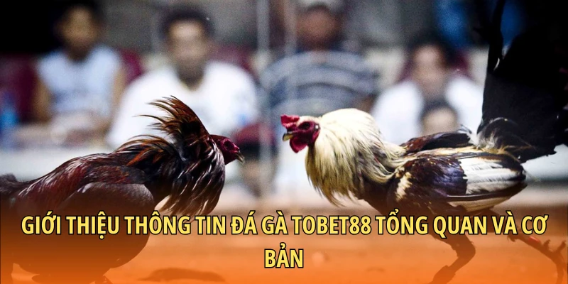 Giới thiệu thông tin đá gà Tobet88 tổng quan và cơ bản