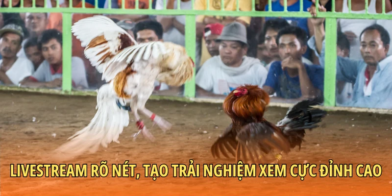 Livestream rõ nét, tạo trải nghiệm xem cực đỉnh cao