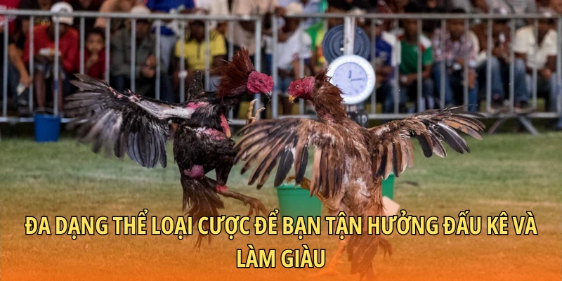 Đa dạng thể loại cược để bạn tận hưởng đấu kê và làm giàu