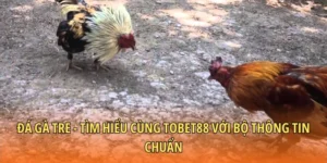 Đá gà tre