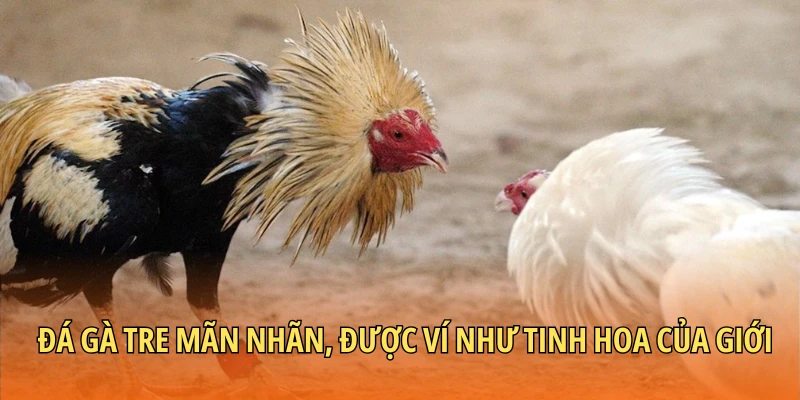 Đá gà tre mãn nhãn, được ví như tinh hoa của giới