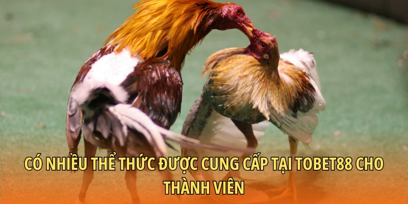 Có nhiều thể thức được cung cấp tại Tobet88 cho thành viên