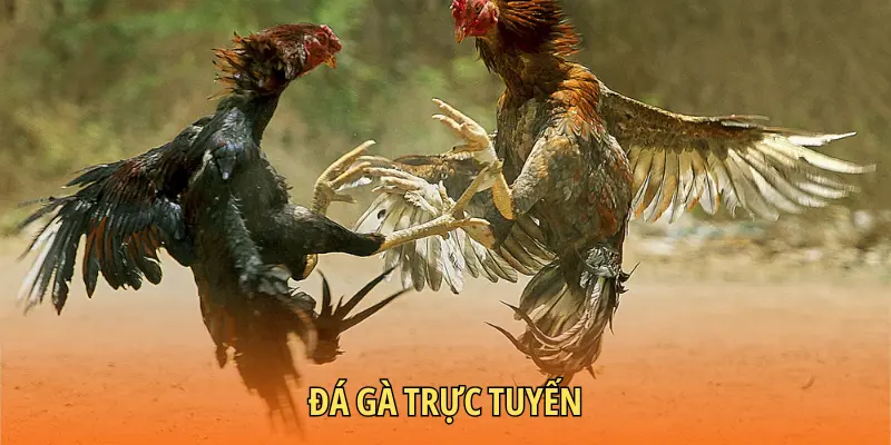 Đá gà trực tuyến