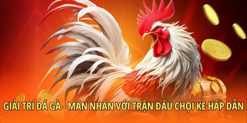 Giải trí đá gà - Mãn nhãn với trận đấu chọi kê hấp dẫn