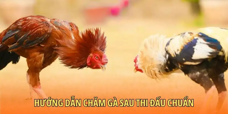 Hướng dẫn chăm gà sau thi đấu chuẩn