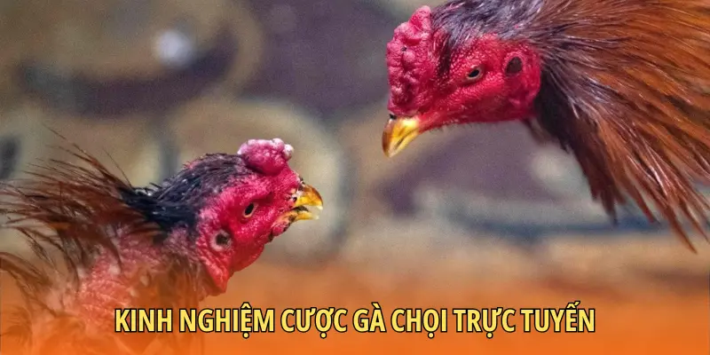Kinh nghiệm cược gà chọi trực tuyến