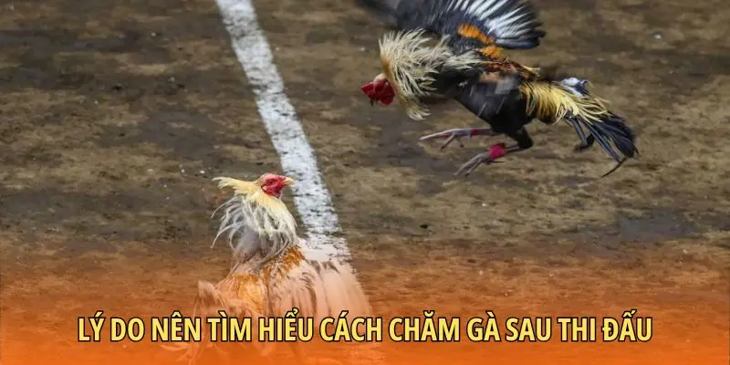 Lý do nên tìm hiểu cách chăm gà sau thi đấu