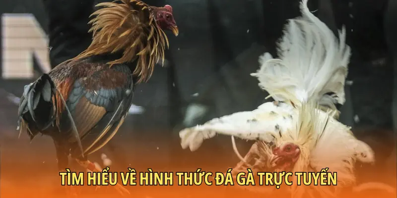 Tìm hiểu chi tiết về hình thức đá gà trực tuyến