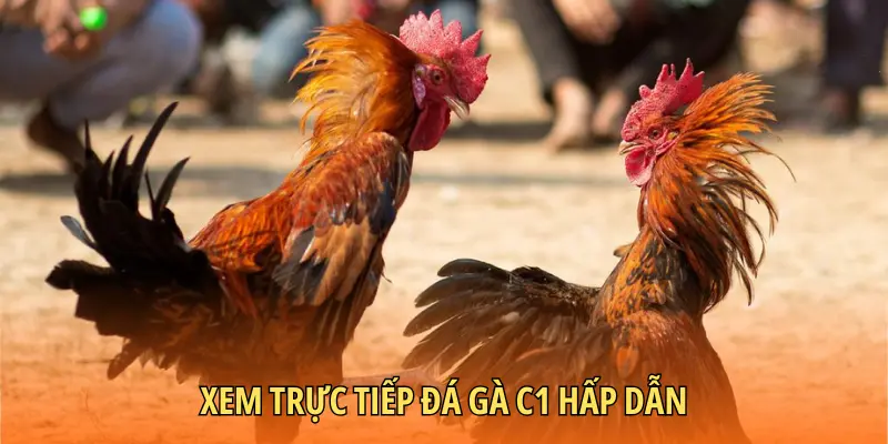 Xem trực tiếp đá gà C1 hấp dẫn